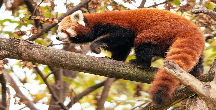 حديقة شونبرون للحيوانات فيينا النمسا