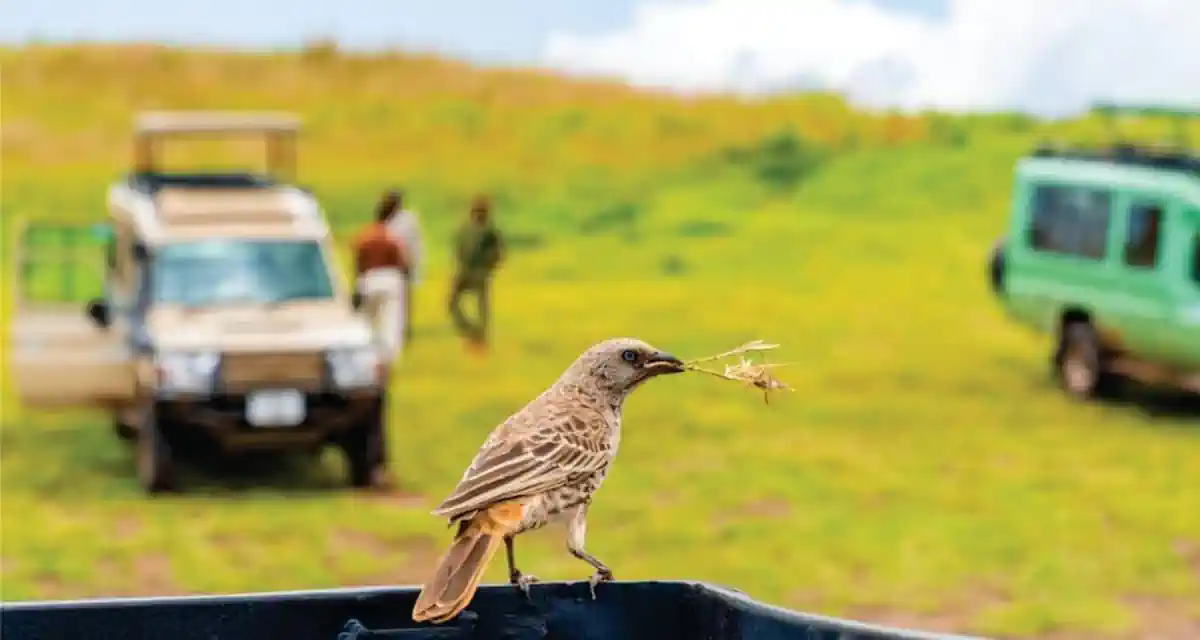 كينيا رحلة سفاري فاخرة واقتصادية