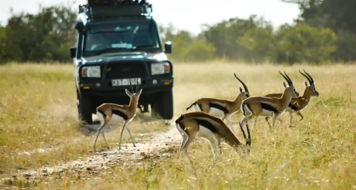 قروبات كينيا رحلة اقتصادية