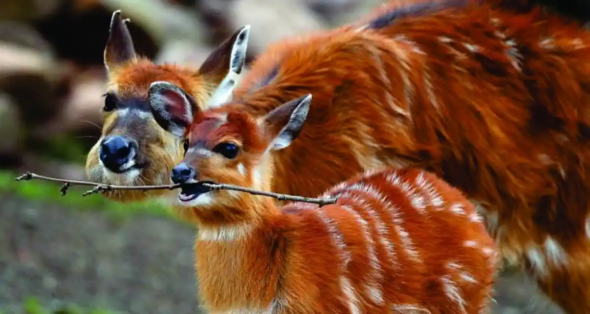 عروض اقتصادية كينيا 6 أيام من نيروبي