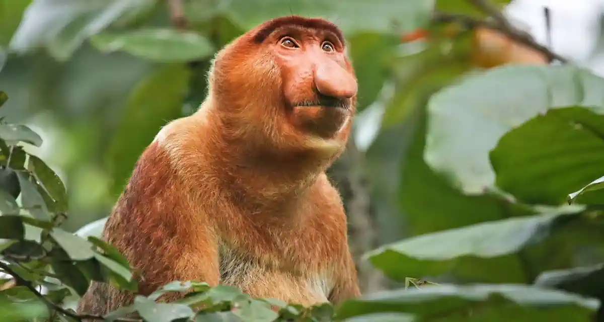 مغامرات ماليزيا 4 ايام تجربة إنسان الغاب